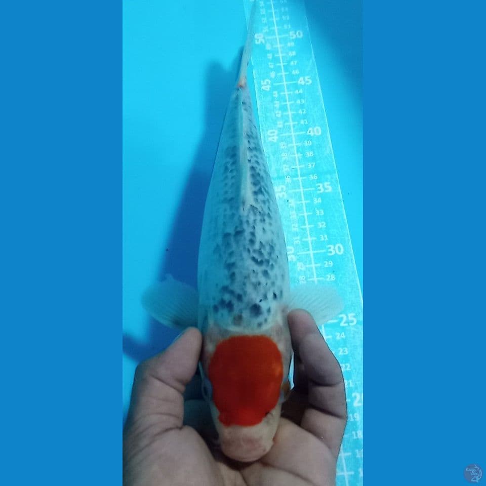 TANCO GOSIKI 34 CM