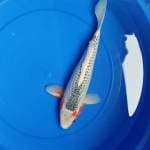 asagi  33cm up