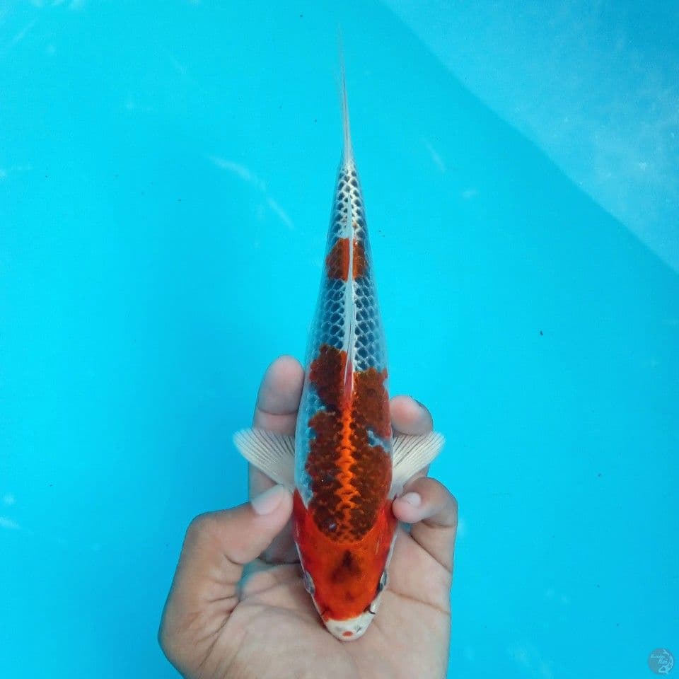 KUJAKU RACING 24CM