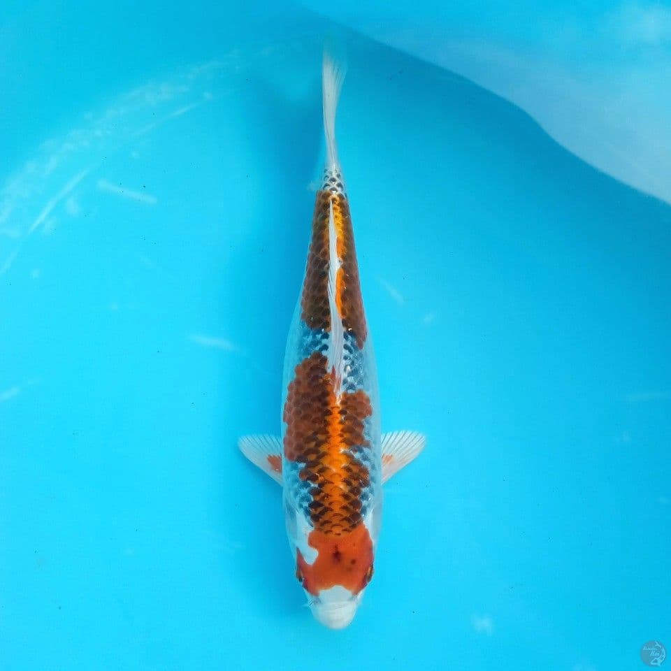 KUJAKU SUPER CLEAN 30BU