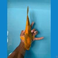 Caramel Utsuri 29cm