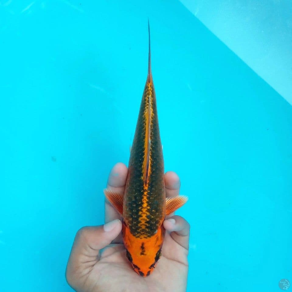 KIN MATSUBA RING RAPI 21CM