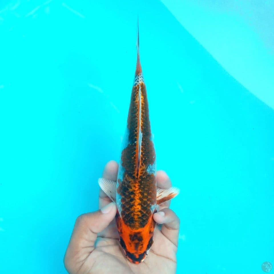 BENI GINGGA HIKARI OKE 22CM