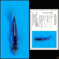 SHUSUI MARUSEI, 11CM