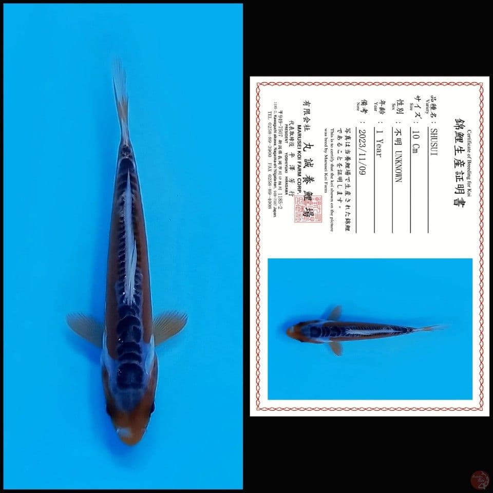 SHUSUI MARUSEI, 10CM
