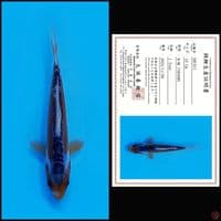 SHUSUI MARUSEI, 10CM