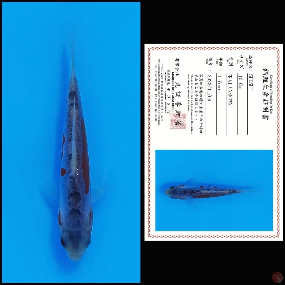 SHUSUI MARUSEI, 10CM
