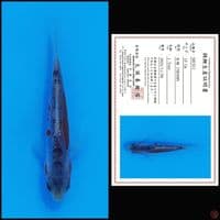 SHUSUI MARUSEI, 10CM