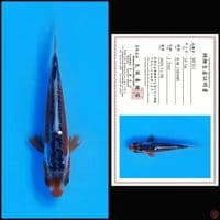 SHUSUI MARUSEI, 10CM