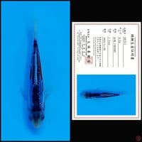 SHUSUI MARUSEI, 9CM