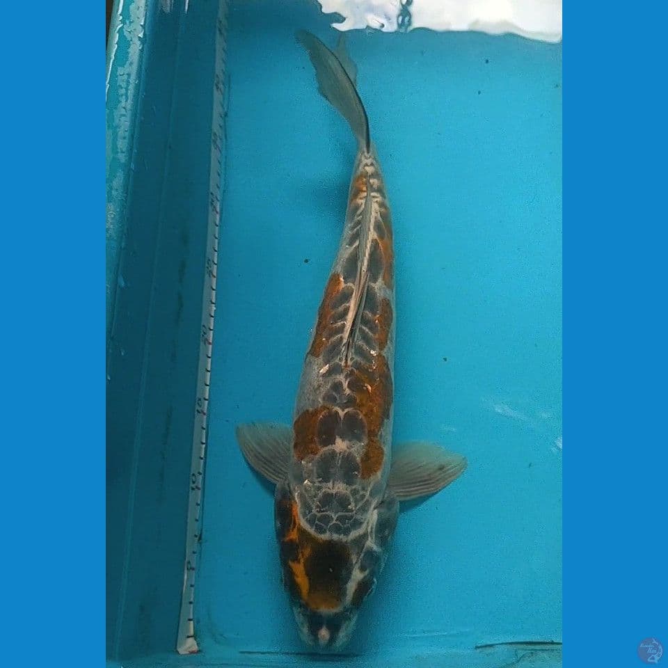 kiko 42cm male