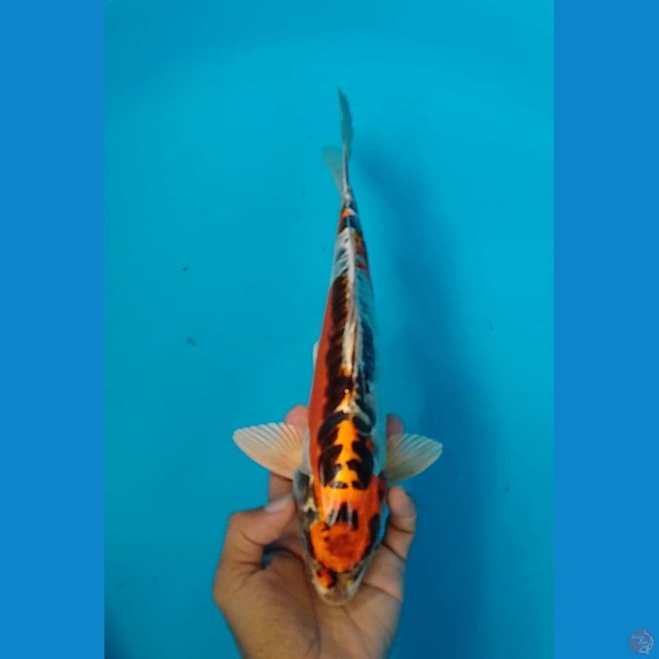kujaku doit size : 29 cm.m