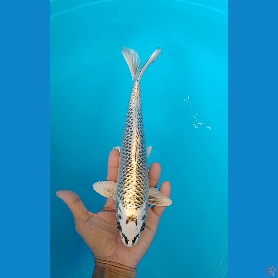matsuba size : 26 cm.n