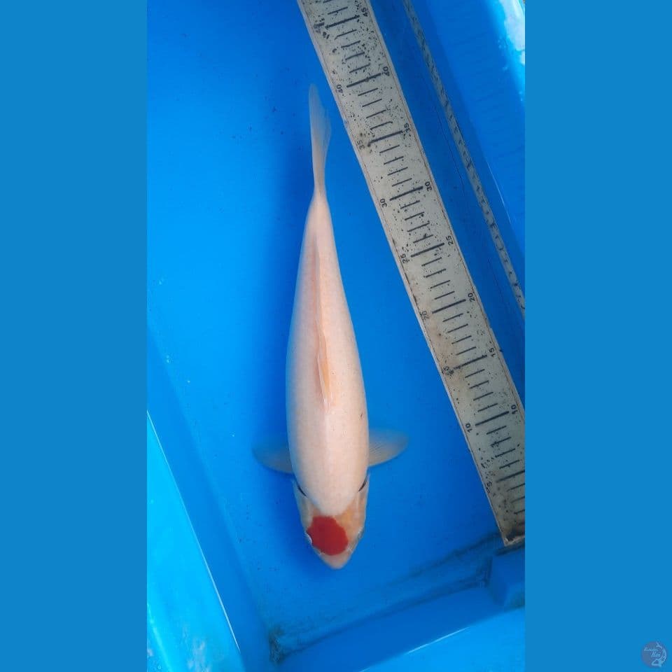 T kohaku
