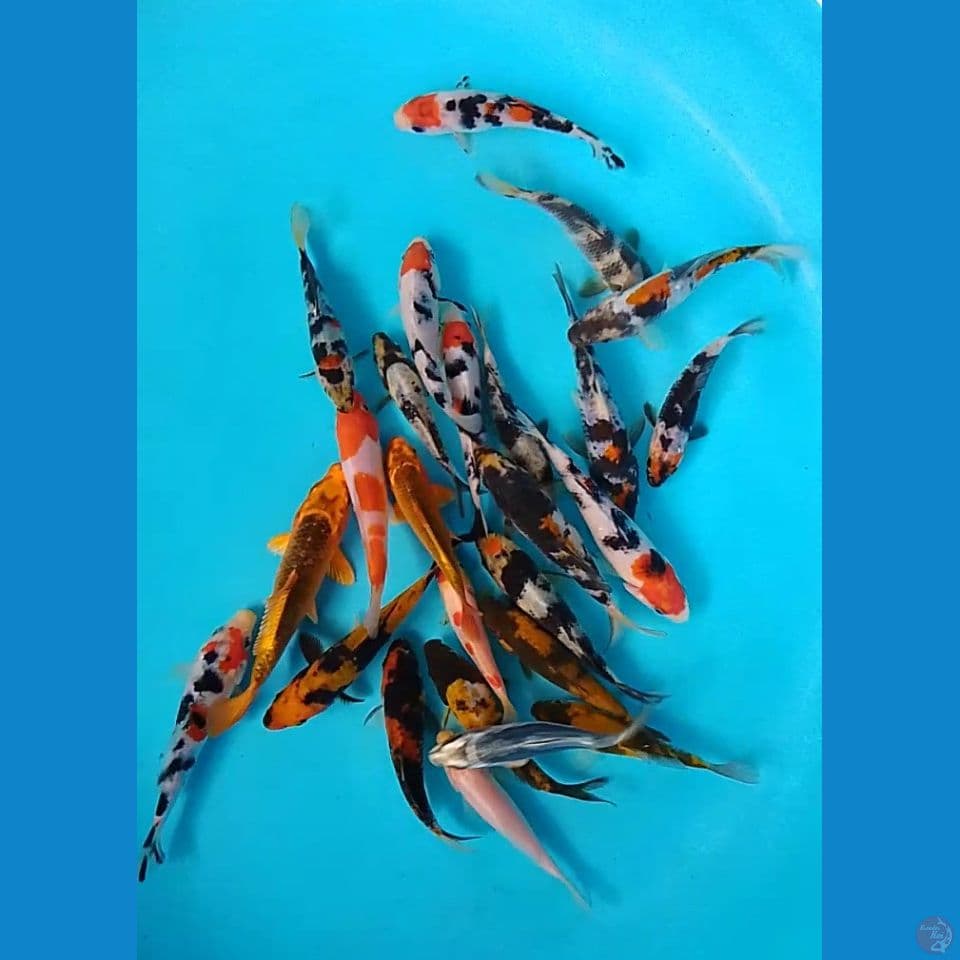 25 ekor mix size : 10 13 cm