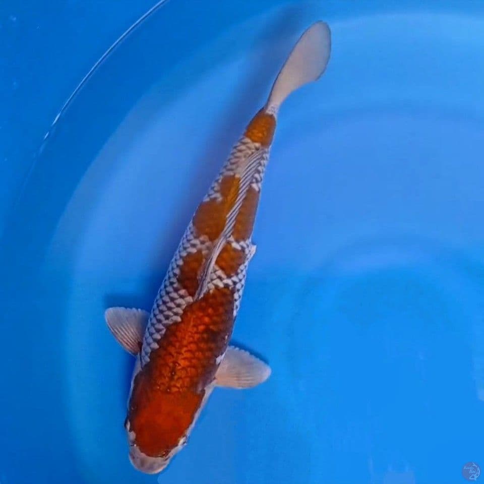 ochiba 41cm 