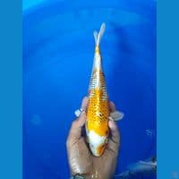 31cm joss