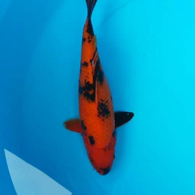 Hiu utshuri 