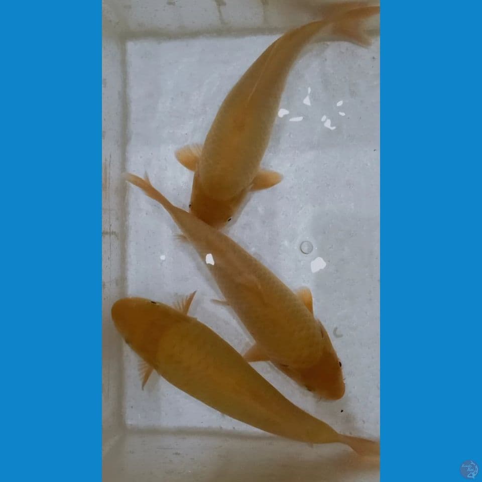 PAKET KARASI CORN Bulky SIZE 25Cm breed Madina