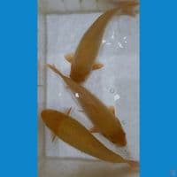 PAKET KARASI CORN Bulky SIZE 25Cm breed Madina