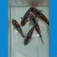 PAKET HANA SHUSUI 5ekor size 20-25cm HQ