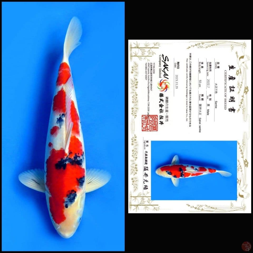 SHOWA SAKAI, 50CM