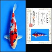 SHOWA SAKAI, 50CM