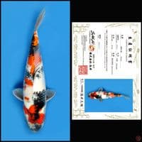SHOWA SAKAI MALE 35CM