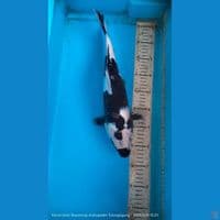 shiro 39cm female
