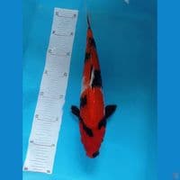 Showa 34 cm male
