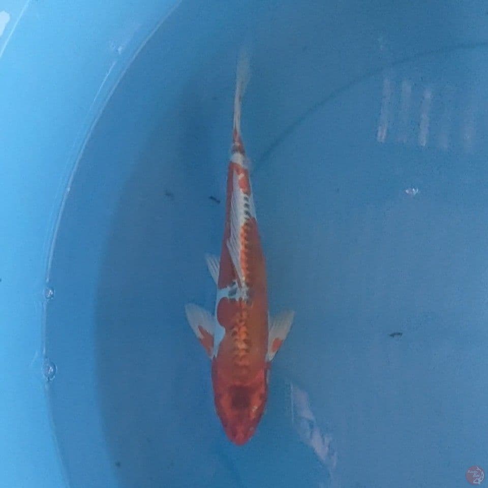 kiko 20cm