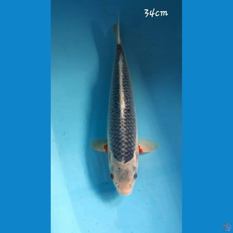 Asagi 34cm