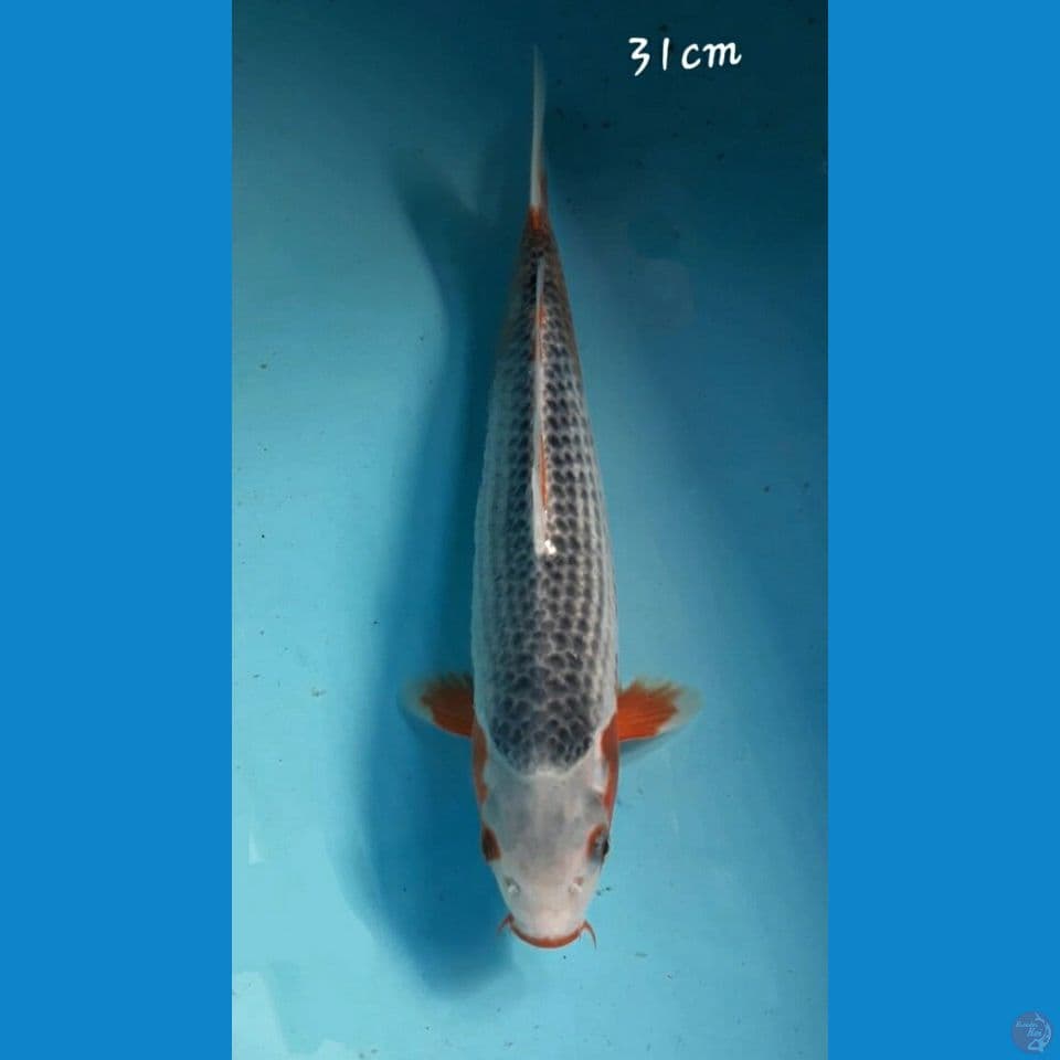 Asagi 31cm