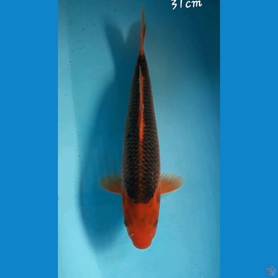 Aka matsuba 31cm