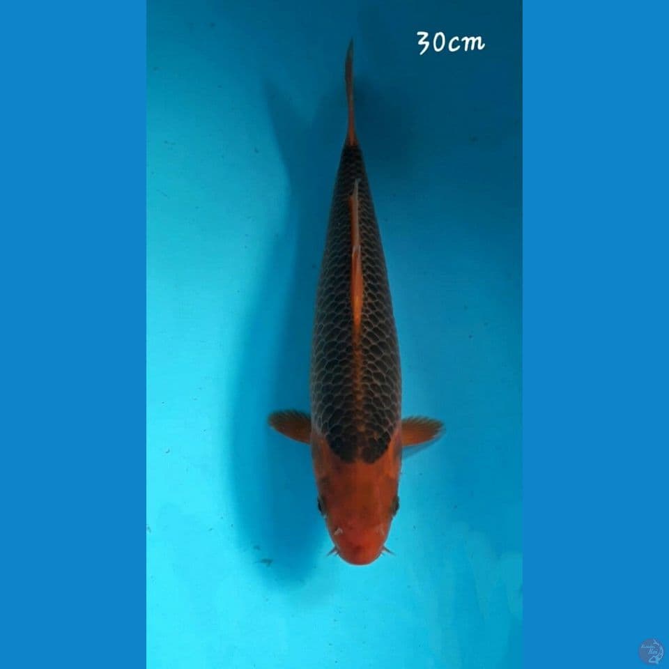 Aka matsuba 30cm