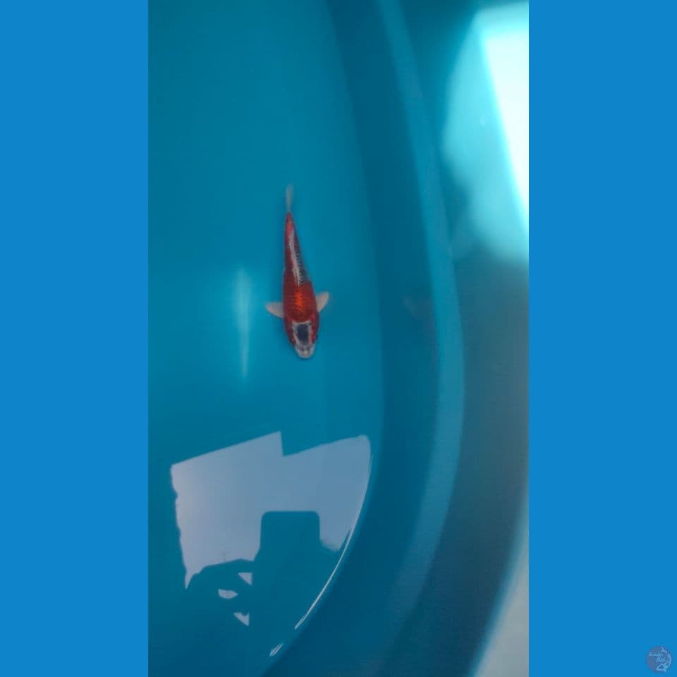 Red Kujaku Mantab 17cm™
