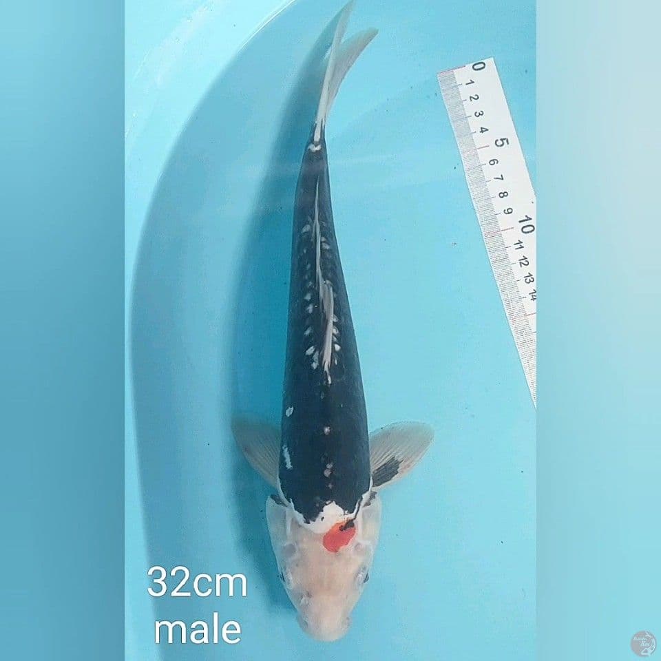 benikumon 32cm male