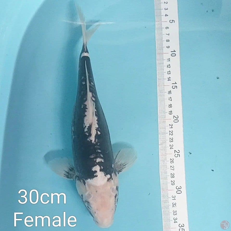 kumonryu 30cm female