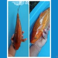 penikmat proses A