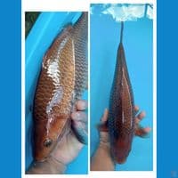 penikmat proses B