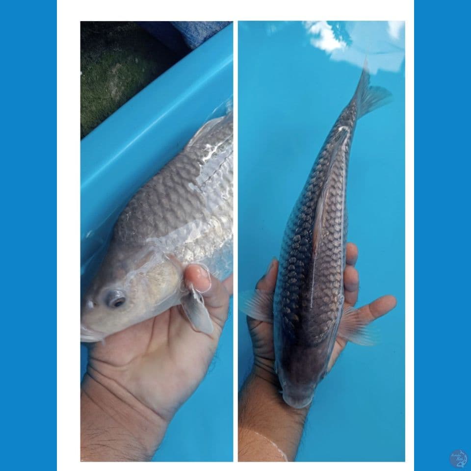 penikmat proses C