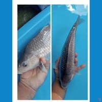 penikmat proses C