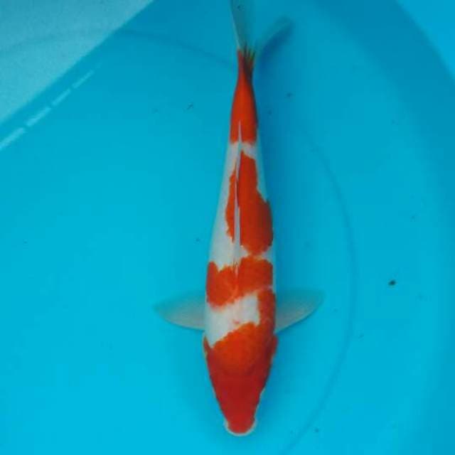 Kohaku 