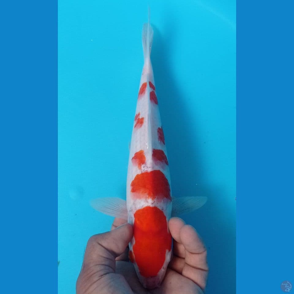 kohaku 29