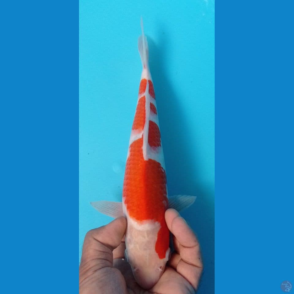 kohaku 30