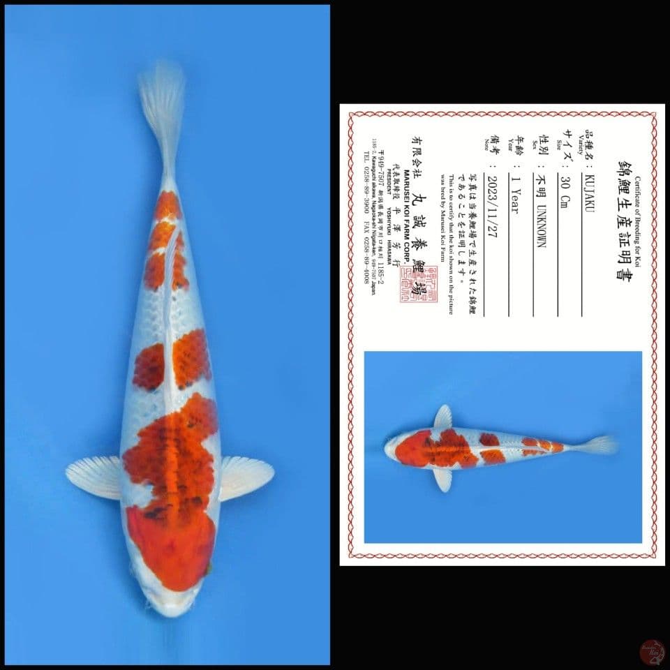 KUJAKU SHINODA , 30CM