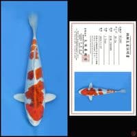 KUJAKU SHINODA , 30CM