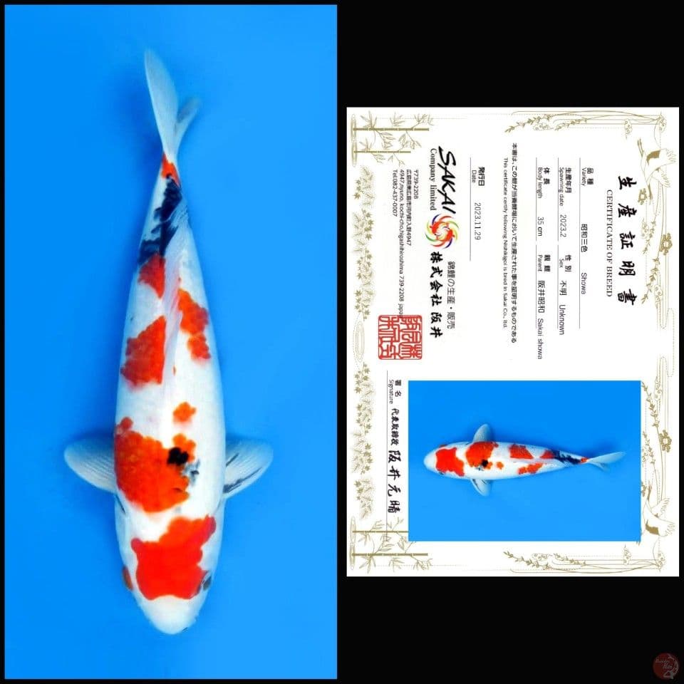 SHOWA SAKAI, 35CM