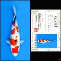 SHOWA SAKAI, 35CM