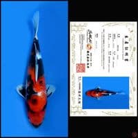 SHOWA SAKAI, 30CM